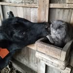 Daniel Hromas - @prairieprideacres - Instagram