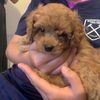 danielhubble25 - @albie_thedog - TikTok