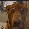 lilmidget - @danielhughell - TikTok