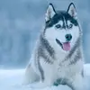 daniel hund - @danielhund6 - TikTok