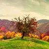 danielhuska7 - @_.shika._.guzu._ - TikTok