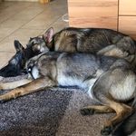 Daniel Koslowski Hüttner - @dakosshepherd - Instagram