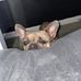 Daniel Hyde - Facebook