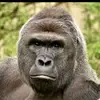monkey man - @danielhyde552 - TikTok
