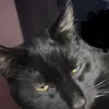 Daniellahyson - @daniellahyson1230 - TikTok