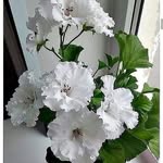 @hysondaniel356 - Instagram