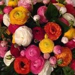 Daniela Iannaccone - @daniela.iannaccone.56 - Instagram
