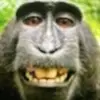 gigglebob12345 - @idolanddaniel - TikTok