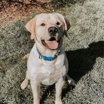 Hudson Daniel Inskeep - @pupventurs_with_hudson - Instagram