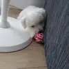 Daniele Iovino - @daniele.iovino - TikTok