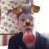Daniel isbister - @goldenbird09 - TikTok
