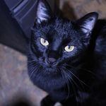 Daniel Nisley - @nisleydaniel - Instagram