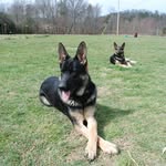 Daniel Ivey - @iveysgsd - Instagram