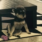 Su - @daniel_ivy_candy - Instagram