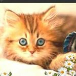 Muhd Danial Izhar - @daniel.izhar.1 - Instagram