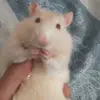 Jacob Daniel Jabbour Neto  - @jacob.jabbour - TikTok