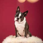 Daniel Jacobi - @ludo_the_boston_terrier - Instagram