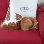Daniël Jagtenberg - @danieljagtenberg - Instagram