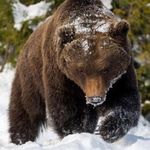 Daniel Janowski - @daniel_mis_ - Instagram
