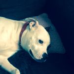 Daniel Janson - @j3398193 - Instagram