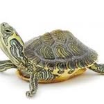 DANIELJESSUP - @turtle4life11 - Instagram