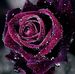 Daniel Kannan - Facebook