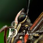 Daniel_Kanner - @dani_insects - Instagram
