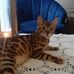 Daniel Karnak - Facebook