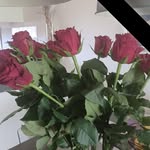 Danielka Scooll - @danielkascooll - Instagram
