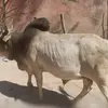 danielkassaye715 - @danielkassaye715 - TikTok