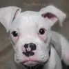 DANIEL H KEMPF - @dhkempf89 - TikTok