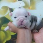 Daniel bull kennel - @danielbullkennel - Instagram