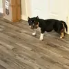 Daniel Bully kennel - @daniel.bully.kenn - TikTok