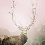 Daniel Kessel - @kessel_17 - Instagram
