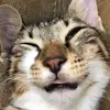 Danielkim - @danielkim3113 - TikTok
