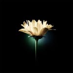 Daniel Kirchers - @danielkirchers - Instagram