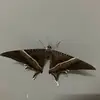 danielkirst430 - @danielkirst430 - TikTok