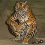 Kitty. 🐅 | 25 🏹 - @danielkittsteiner - Instagram
