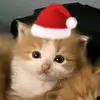 Daniel9781_klimanov - @daniel9781_kliman - TikTok