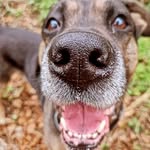 Boomer - @daniel.klinkenberg20 - Instagram