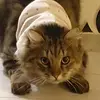 Daniel Knaus - @slotiktok1 - TikTok