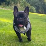 Daniel Knox - @d_s_bullyz - Instagram
