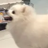 daniel kobe - @daniel.kobe1 - TikTok