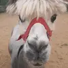 danielkolakowski4 - @danielkolakowski4 - TikTok