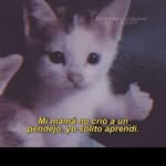 ⎊∂αηıєł ࿇ kяєвs⎊ - @daniel__krebs_ - Instagram