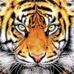 Daniel Kuchar - @daniel_kuchar3 - Instagram