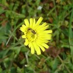 Daniel Kuchenbecker - @danielsnaturgarten - Instagram