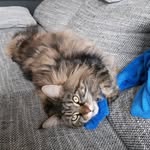 Daniel Küchler - @kuchler974 - Instagram