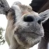 Daniel Kurt - @danielkurt4 - TikTok