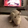 Daniel_Kurz - @daniel_kurz - TikTok